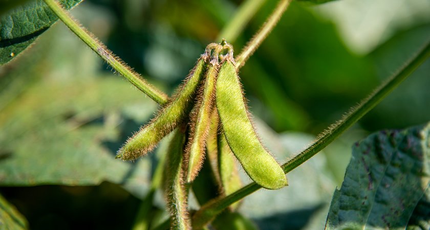 Soybean Growers - Richland IFC